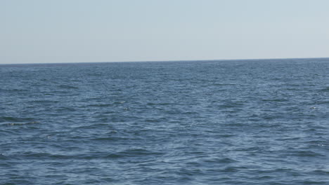 Gran-Y-Juguetona-Ballena-Franca-Austral-Rompiendo-El-Agua-Creando-Un-Chapoteo-Increíble,-Muy-Cerca,-En-Hermanus,-Sudáfrica