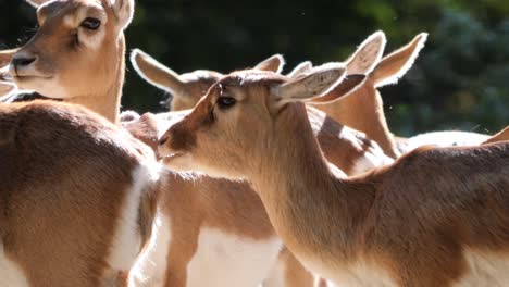 Ein-Schwarm-Persischer-Gazellen-Oder-Gazella-Subgutturoza-Steht-In-Einem-Leicht-Bewaldeten-Gebiet,-Kaut-Und-Genießt-Die-Sonne,-Die-Durch-Die-Bäume-Fällt-–-Aus-Nächster-Nähe