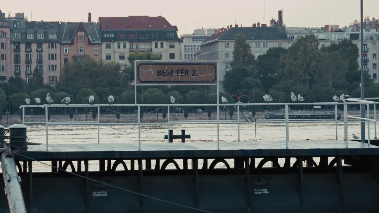 Seagulls perched on a railing near a dock during the 2024 flood in Budapest, Hungary