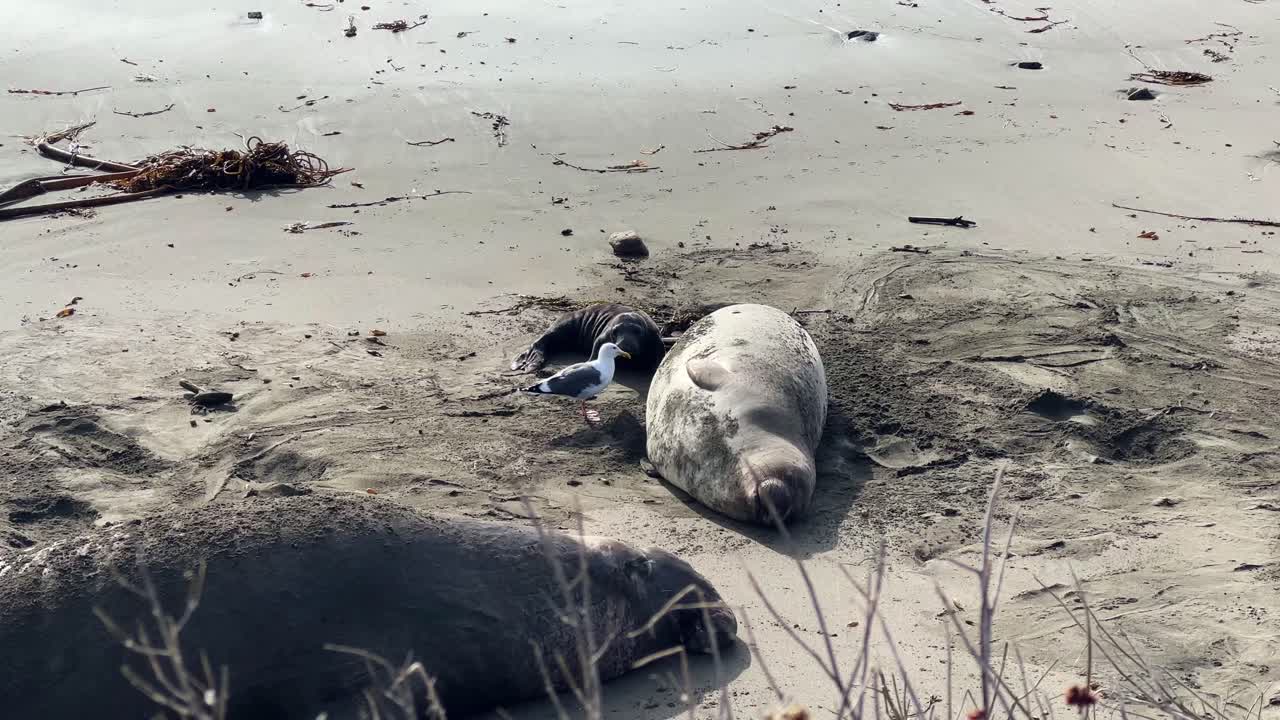 Handheld wide shot of a bold seagull stealing milk from a nursing elephant seal pup at Piedras Blancas on the central coast of California. 4K