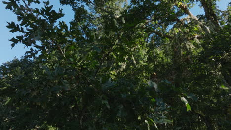 Drone-aerial-orbiting-oak-tree-leaves-in-southern-Washington-State