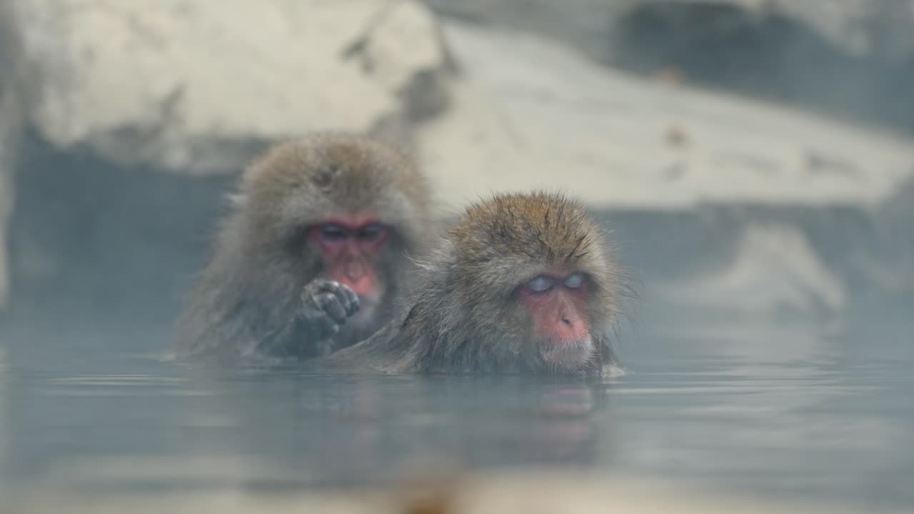 Amid the foggy steam of a serene onsen, a snow monkey carefully removes parasites from another in the snowy landscapes of Jigokudani, Japan.