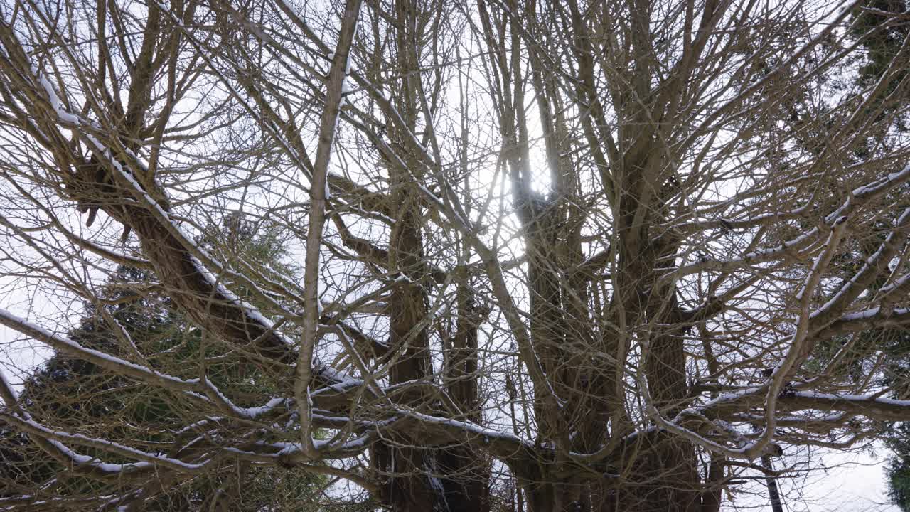 Ginkgo Tree in the Snow at Yamadera Temple, Japan