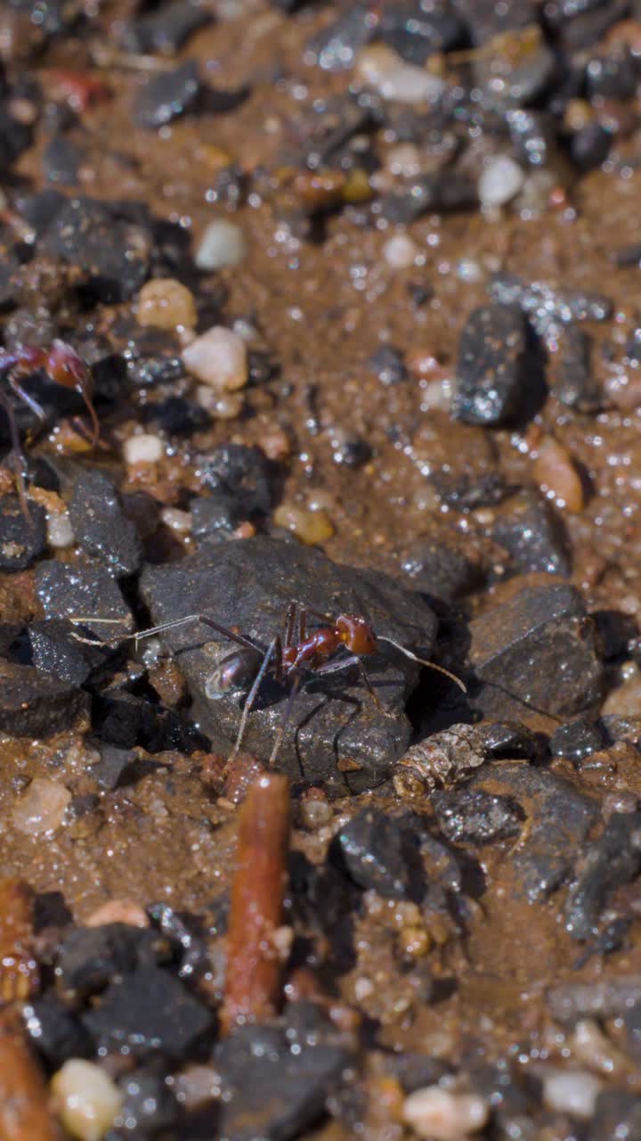 Several ants actively move around a small nest entrance in damp, rocky soil, captured in macro with natural daylight and a steady camera angle