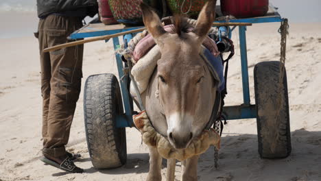 burro enjaezado y carro en la playa de mauritania