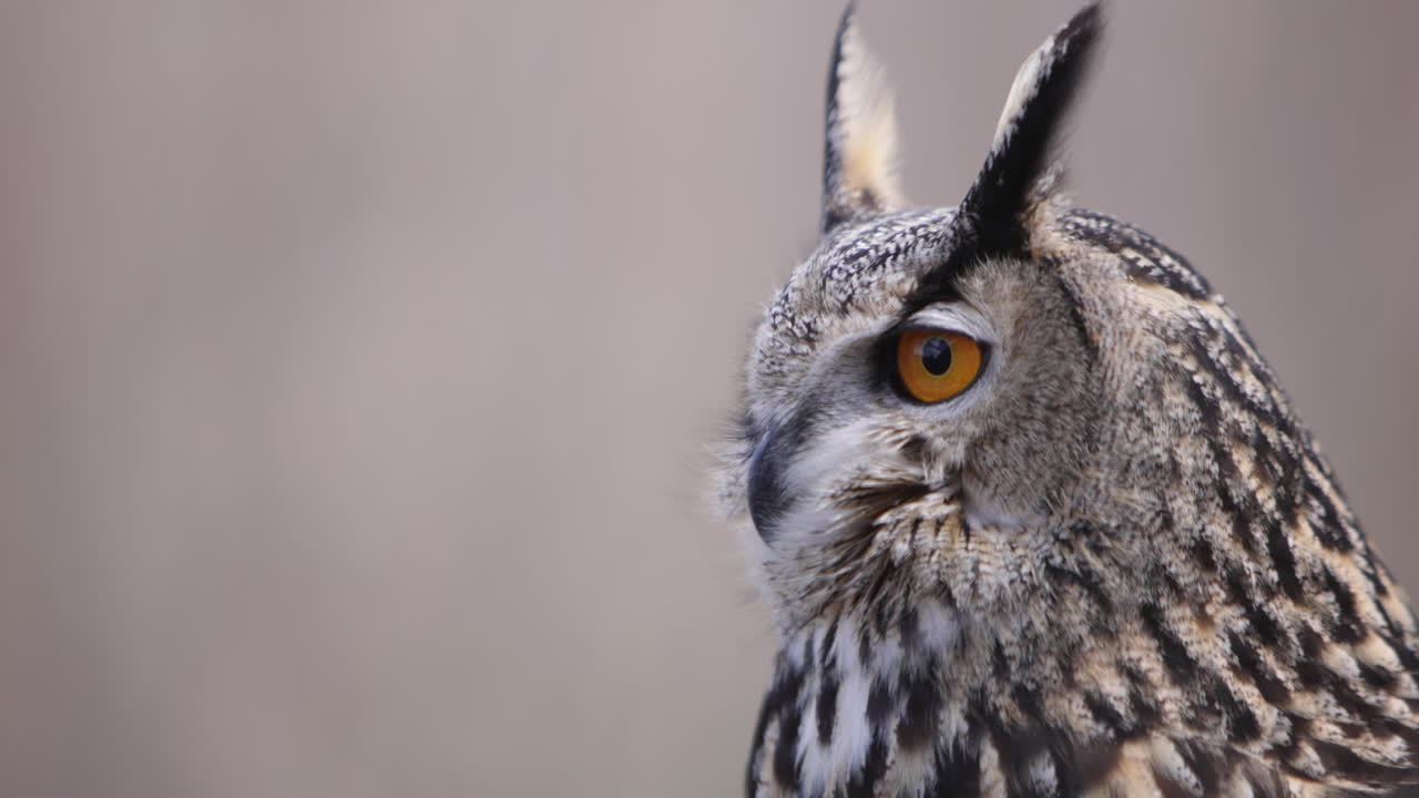 búho real en el fondo del bosque de cerca