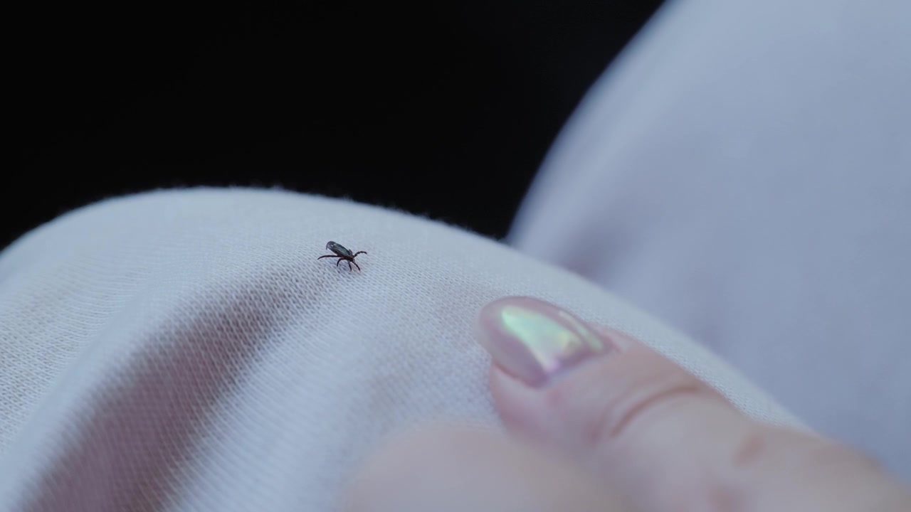 Skarpt fokus afslører et lille spindyr, der udforsker tekstil med en tavs trussel