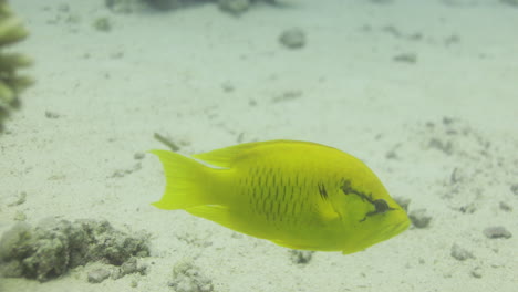 Sling-jaw-wrasse-in-the-Coral-Reef-of-the-Red-Sea,-preparing-to-hunt-a-meal-and-enlarging-its-jaw-4K