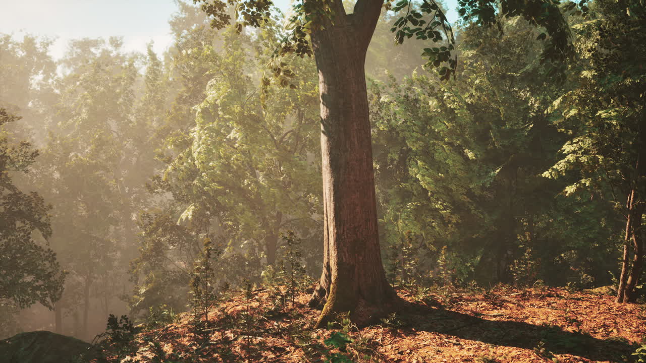 태양 광선이 상록한 숲의 나무 줄기를 통해 흐르고 있습니다.
