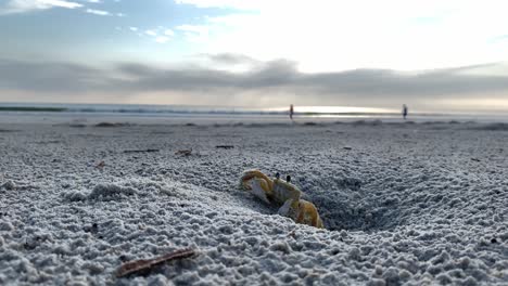 crab peeks out of hole on the sunny beach