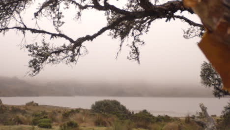 cloud forest, vegetation and lagoon, wide shot