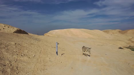 burro solo camina en el desierto fuera del marco, tiro estático, israel
