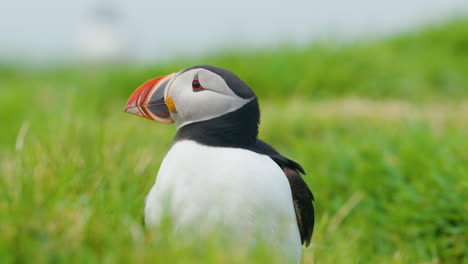 Nahaufnahme-Eines-Niedlichen-Papageientauchervogels,-Der-Im-Grünen-Gras-Thront