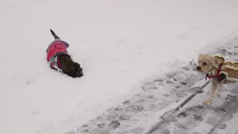 cute little dogs playing outside at winter