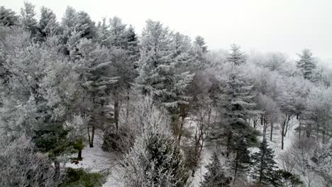 분 노스캐롤라이나주, 노스캐롤라이나주, 블로잉 록 근처 나무 위의 수빙, 흰 서리, 단단한 수빙