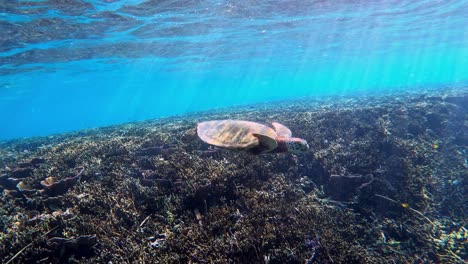 Una-Tortuga-Marina-Nadando-Sobre-Un-Arrecife-De-Coral