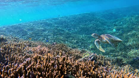 Closeup-Of-A-Sea-Turtle-Swimming-Over-Coral-Reef-In-Crystal-Blue-Ocean---underwater-shot