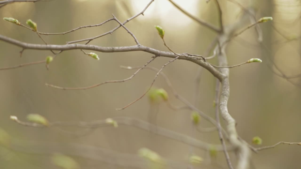 Fall To Spring Concept - Bare Bush With Offspring Resprouting - tilt down shot