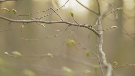 fall to spring concept - bare bush with offspring resprouting - tilt down shot
