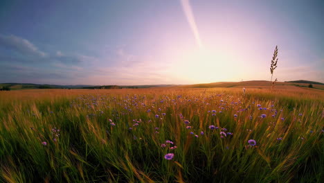 sunset over a wheat field with flowers