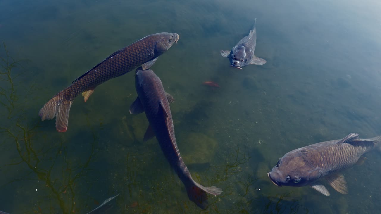 Drei dunkle japanische Koi-Fische gleiten durch klares, stilles Wasser in einer traditionellen Gartenanlage.