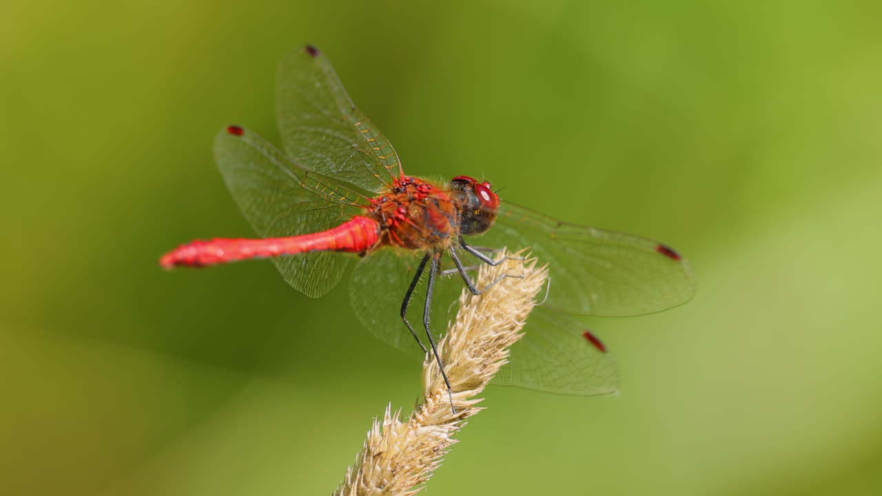 la libélula escarlata (crocothemis erythraea) es una especie de libélula de la familia libellulidae. sus nombres comunes incluyen escarlata ancha, darter escarlata común.