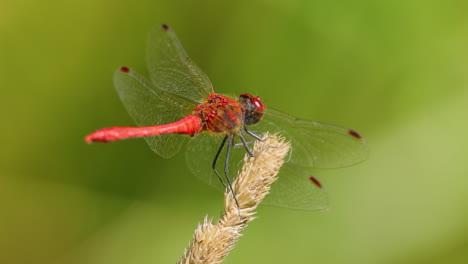 Die-Scharlachrote-Libelle-(Crocothemis-Erythraea)-Ist-Eine-Libellenart-Aus-Der-Familie-Der-Libellulidae.-Zu-Seinen-Gebräuchlichen-Namen-Gehören-Der-Breite-Scharlachrote-Und-Der-Gemeine-Scharlachrote-Schlangenhalsvogel.