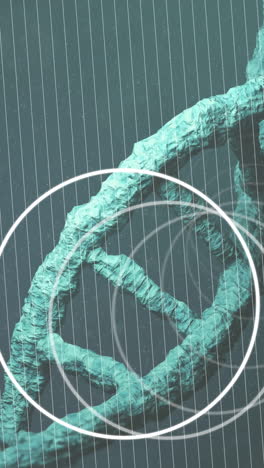 animación de círculos blancos sobre el giro de la cadena de adn