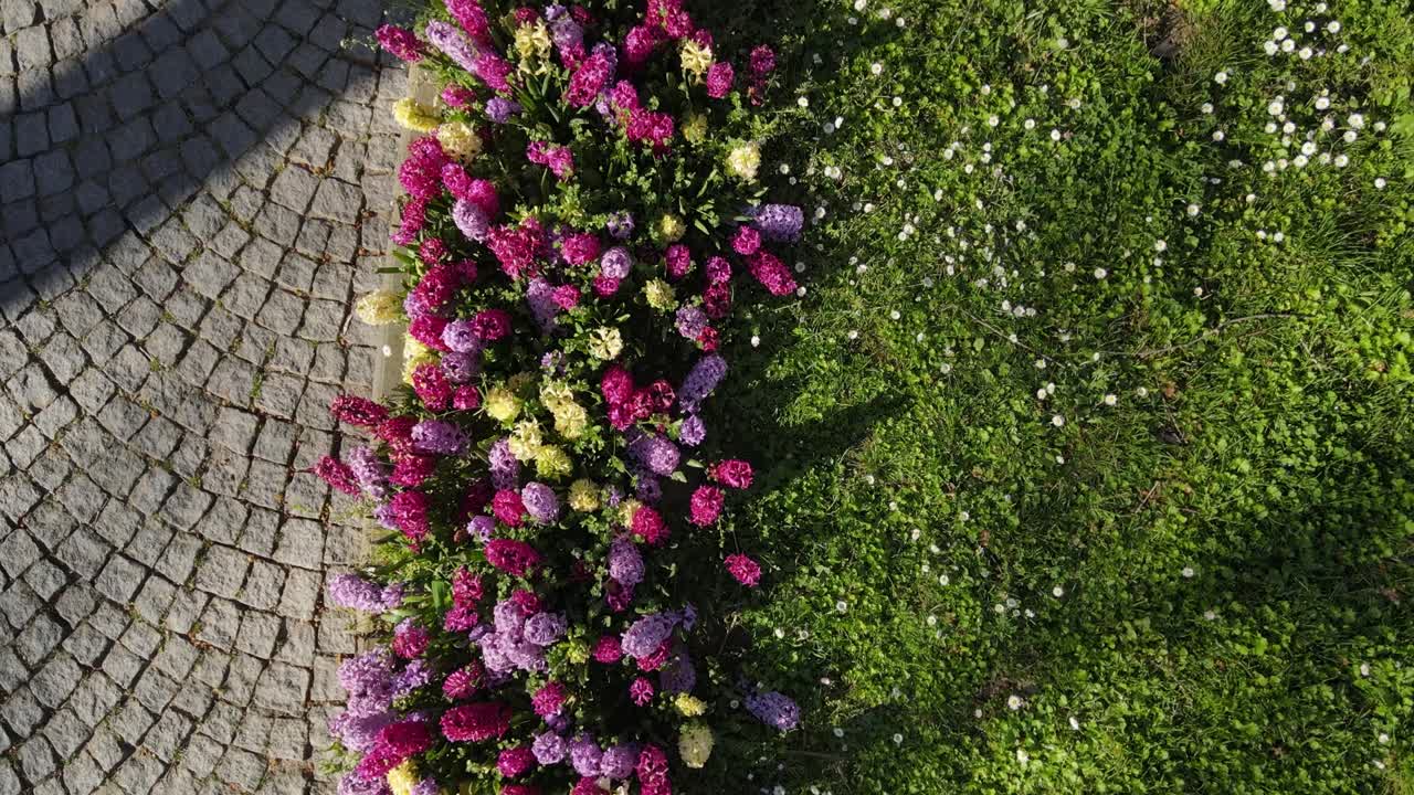 Tulip and Daisy Season Drone Video Emirgan Sariyer Istanbul Turkey