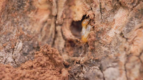 termite soldiers inspecting a cavity in the wood to bore in more deeper