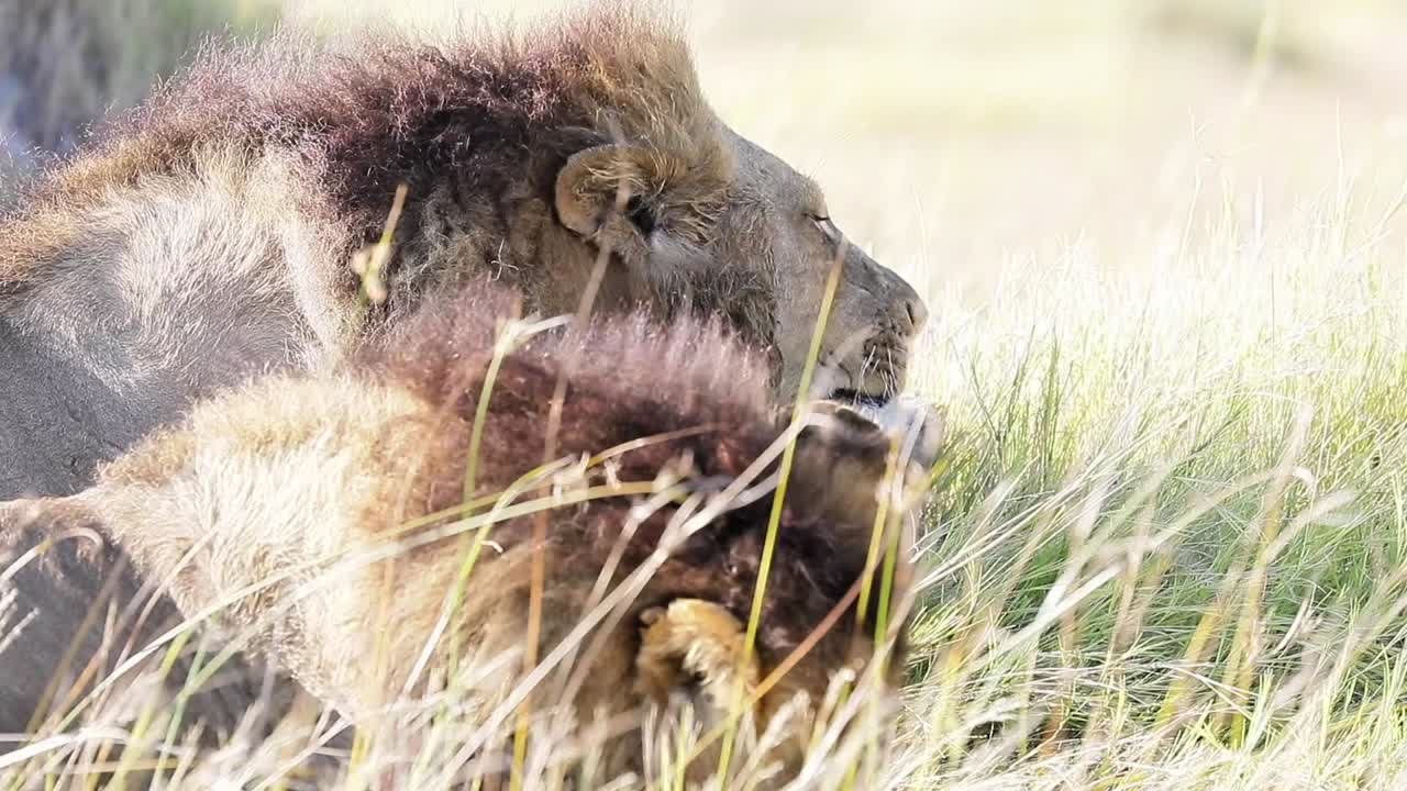 Dva samci afrických lvů se klidně čistí na africké savaně.