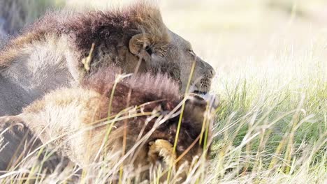 two male african lions groom themselves peacefully on african savanna