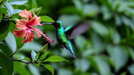 hummingbird feeding on hibiscus flower