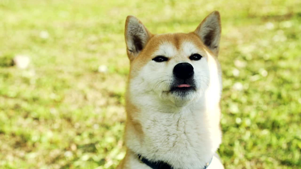 Close-up portrait of sweet shiba inu puppy sitting on grass and sniffing air then licking its mouth. Adorable animals, no people and summertime concept.