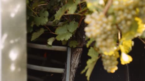 mechanical harvester vigorously shaking grapevines to dislodge fruit