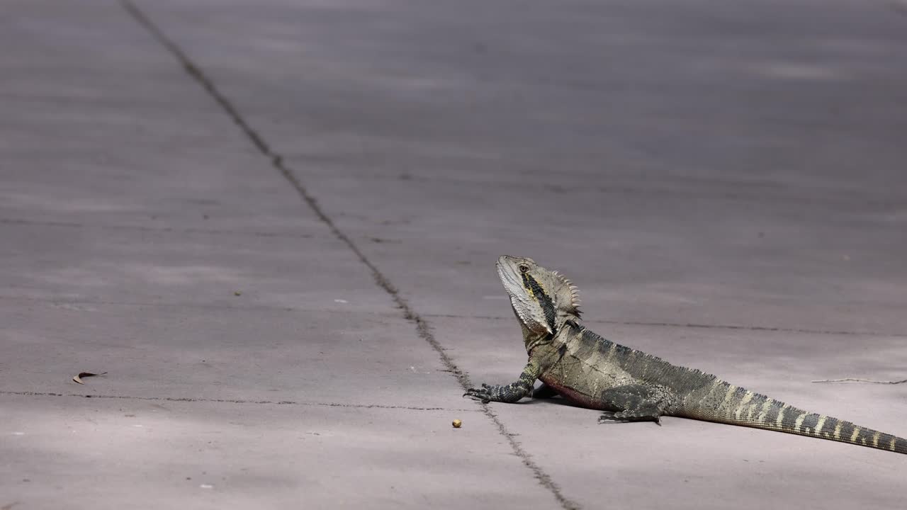 이구아나는 야외에서 포장된 표면을 가로질러 습니다.