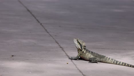 la iguana camina por una superficie pavimentada al aire libre.