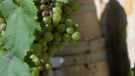 bunch of grapes in front of a barrel and a stone wall in provence in slowmotion with a sunny day near sunset