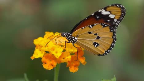 primer plano macro de la hermosa mariposa monarca recogiendo polen de flor de naranja - disparo de alta calidad prores con fondo borroso durante el día soleado en la naturaleza