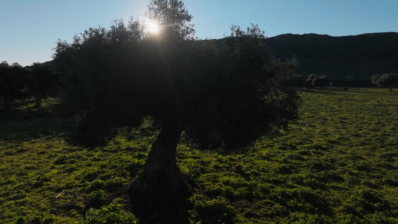 Punto di interesse: Ulivo in silhouette all'alba in un campo rurale.