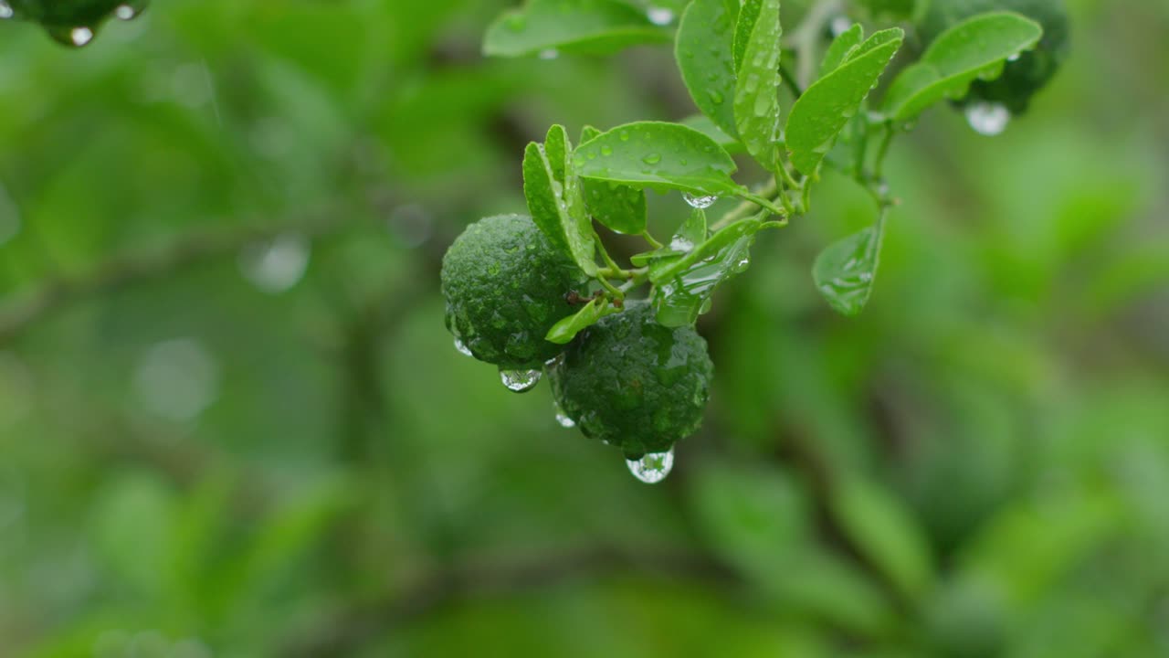 frutas de limón verde colgando en el árbol con gotas de agua, fondo borroso