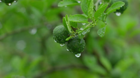 Grüne-Limettenfrüchte-Hängen-Mit-Wassertropfen-Am-Baum,-Unscharfer-Hintergrund