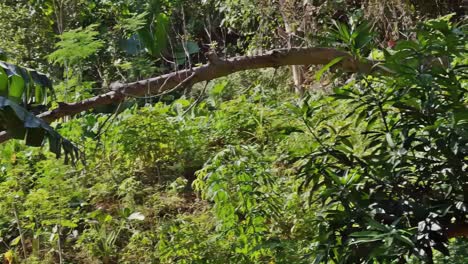 Fallen-tree-at-a-hilly-Cebu-countryside,-Philippines,-possibly-a-remnant-of-a-tropical-cyclone