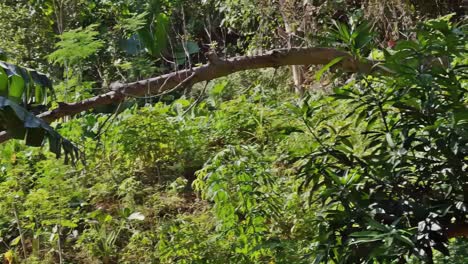 árbol caído en un campo montañoso de cebu, filipinas, posiblemente un remanente de un ciclón tropical