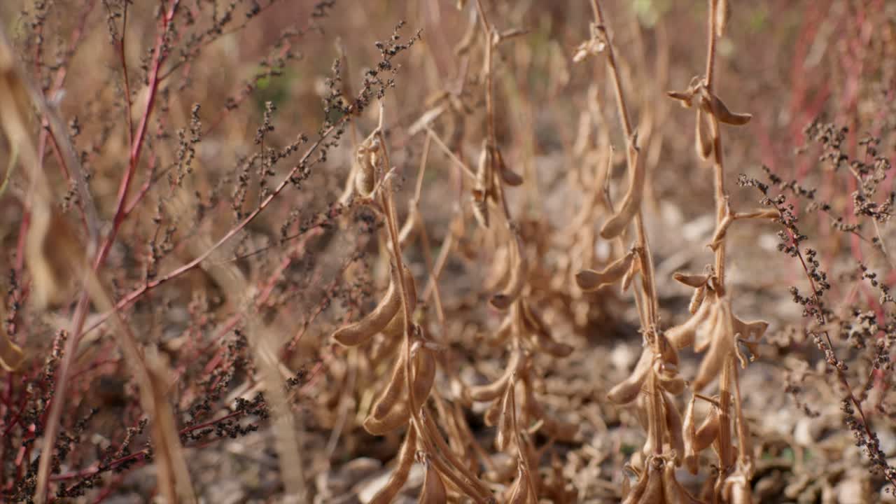 plantas de soja orgánica maduras en el campo listas para la cosecha
