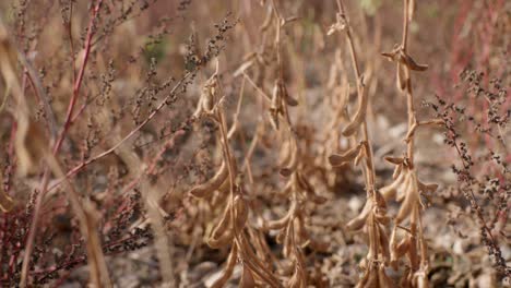 mature organic soy bean plants on field ready for harvest