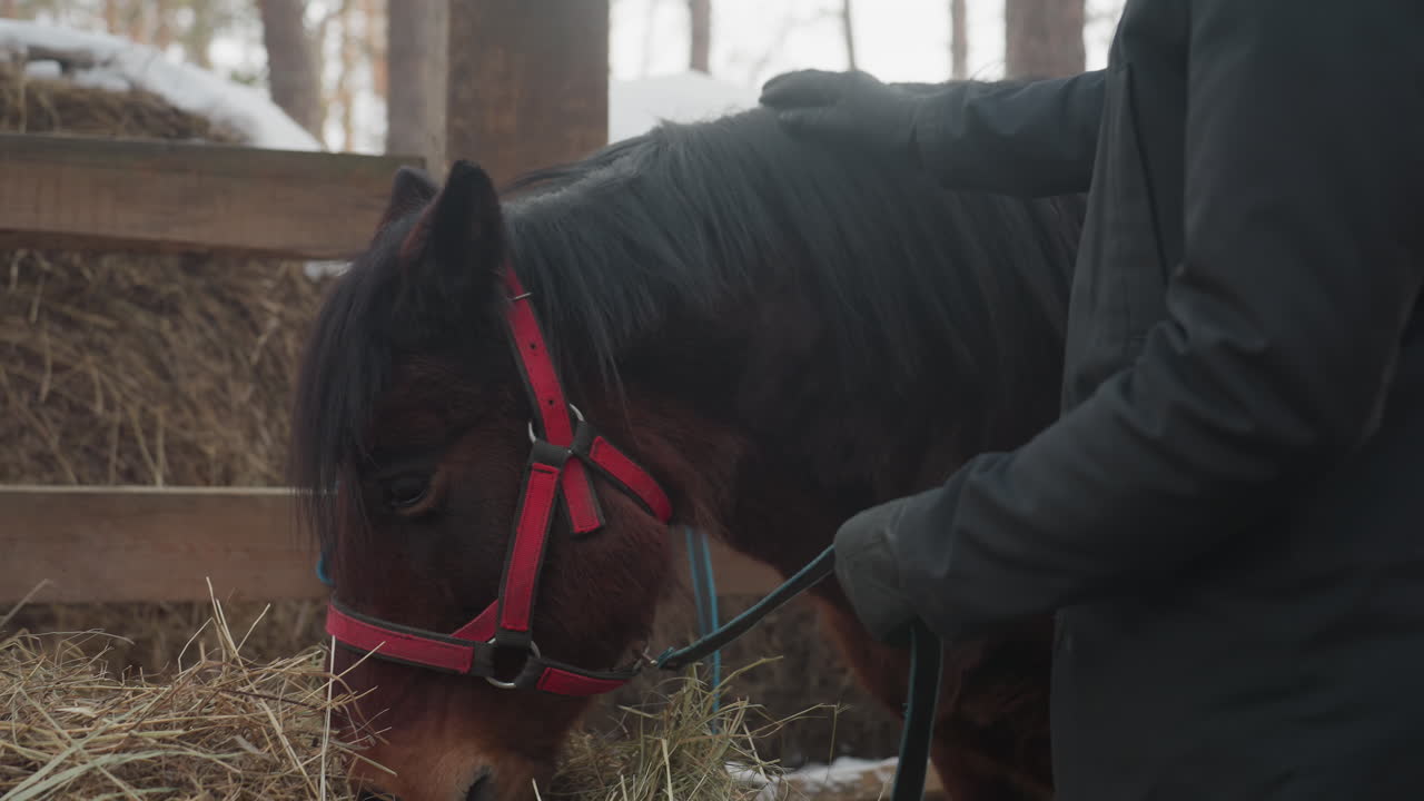 Cuidador revisando la cabezada mientras el caballo come heno en la cuadra, prestando mucha atención al ajuste y la comodidad bajo la suave luz invernal; detalle de la cabezada roja, masticación tranquila y manos cuidadosas creando una escena de granero reconfortante