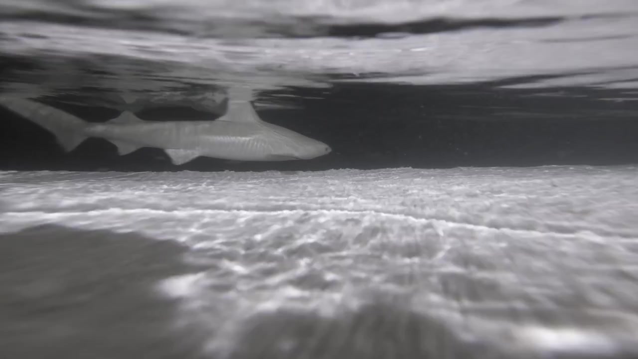 A blacktip reef shark glides through illuminated shallow water above a rippled sandy seabed in the Maldives, briefly faces the camera, then swims away into the dark lagoon at night.