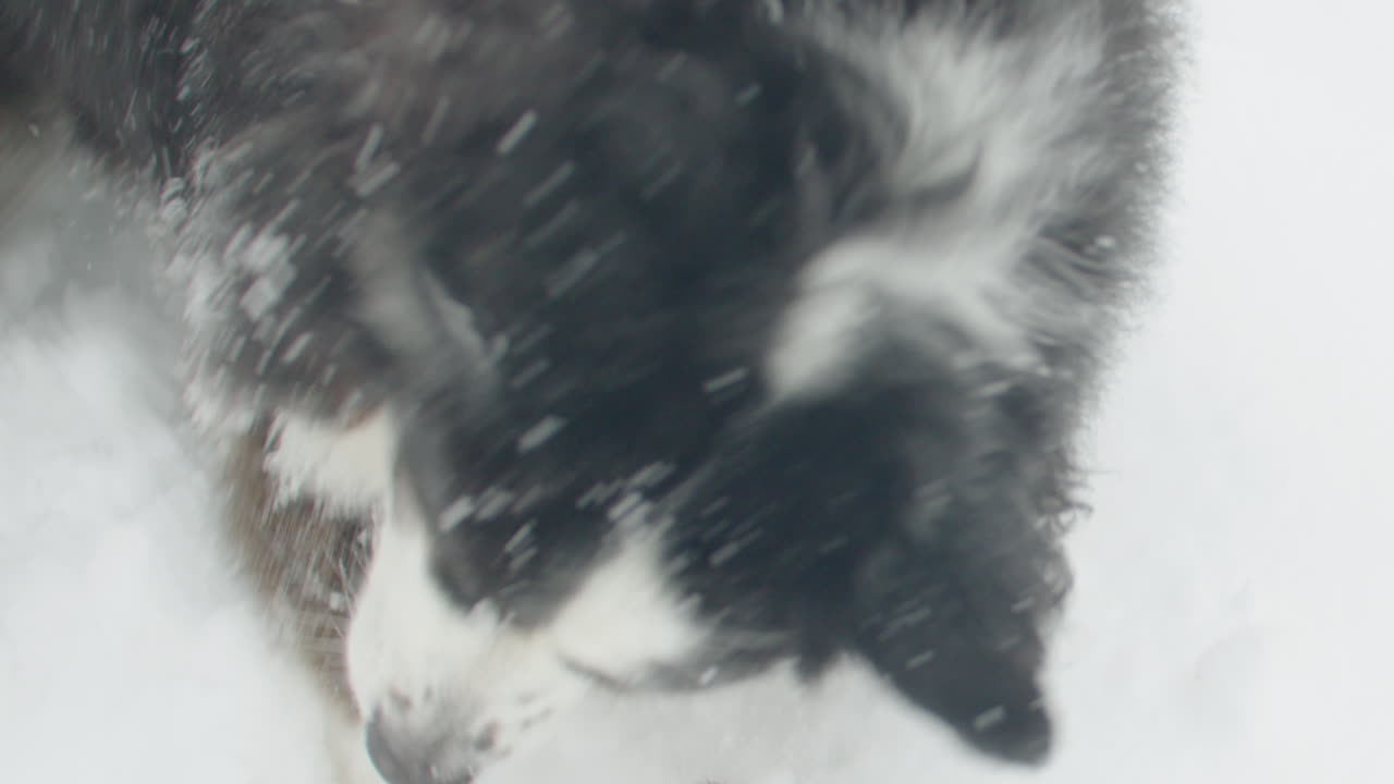 눈을 파고 사과를 찾는 개의  ⁇ 드헬드 액션  ⁇