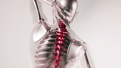modelo de huesos del esqueleto de la columna vertebral humana con órganos